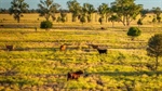 Grimwade & Gordon auction pushed back following Queensland's big rains