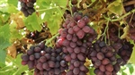 US farm sell-off continues as SA's largest table grape producer hits market