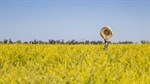Nufarm may sell canola seed business after profits slip on fish oil price slump