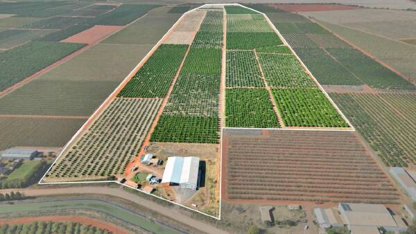 Highly regarded citrus operation with a quality packing facility | Video