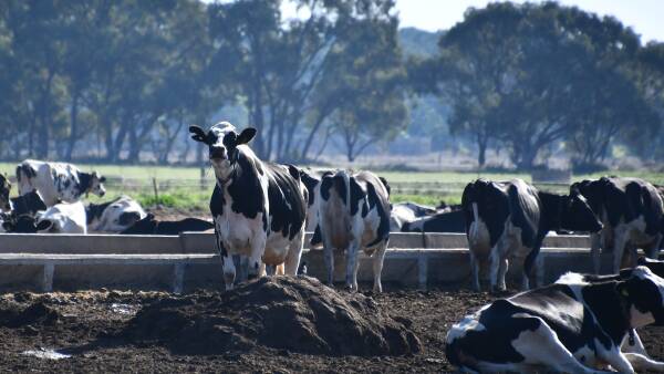 Getting connected could save time and increase data accuracy in herd testing