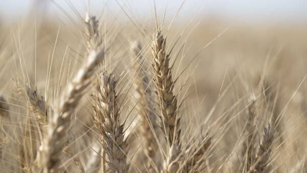 Scotch satisfaction as soft wheat program honoured on world biscuit day