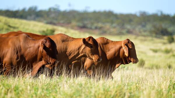 Northern Territory buyer secures outstanding Augathella buffel property