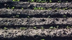 Popular post emergent herbicide recalled after issues in some canola crops