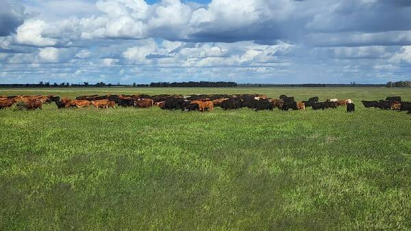 Exclusion-fenced country Western Downs country listed at $900/acre | Video