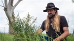 Returning native grasses to Gamilaraay country will have multiple benefits