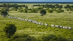 Rain, livestock markets, interest rate cuts drive rural property market