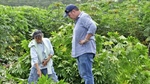 Learn how an Aussie is working to rescue one of the world's biggest crops