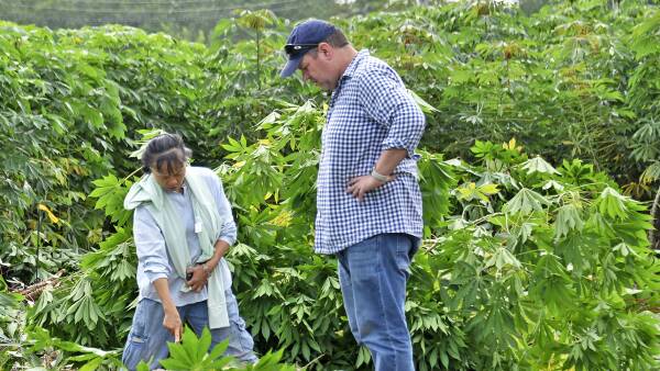 Learn how an Aussie is working to rescue one of the world's biggest crops