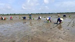 Australia backs Vietnam's small farmers in climate-resilient rice push