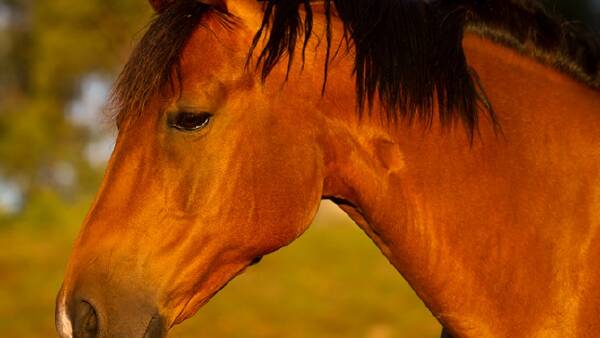 Horse industry on high alert: potentially devastating disease detected