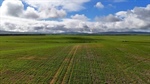 Land prices to be tested in SA with offer of quality cropping farm