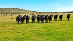 Large-scale Bass Strait cattle grazing gem hits the market at $11 million