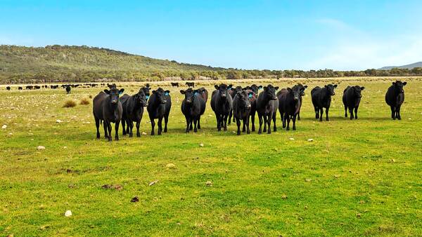 Large-scale Bass Strait cattle grazing gem hits the market at $11 million