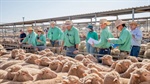 Delayed lamb cohort and price dip: what the spring market will serve up