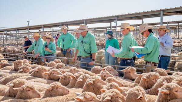 Delayed lamb cohort and price dip: what the spring market will serve up