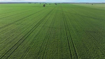 Highly productive Homedale developed for efficient cultivation | Photos