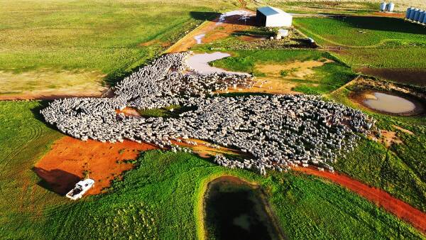 From record buy to strategic sale | McBrides to offload Telopea Downs