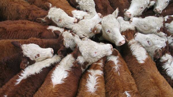 Should $5 cattle levy tackle activists? The big issues producers must weigh up