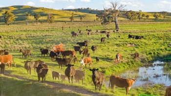 Very well-watered grazing country with scale and opportunity | Video