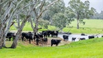 Stapleton: well-watered rolling red gum grazing country for 450 breeders