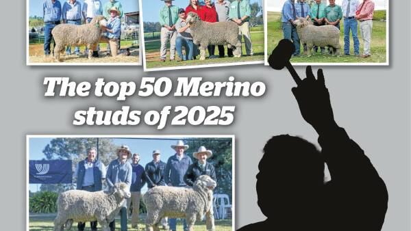 NSW dominates as Australia's top 50 Merino ram studs of 2025 are revealed