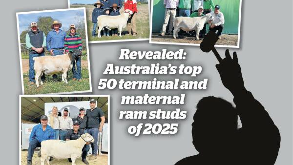 Revealed: Australia's top 50 terminal and maternal ram studs of 2025