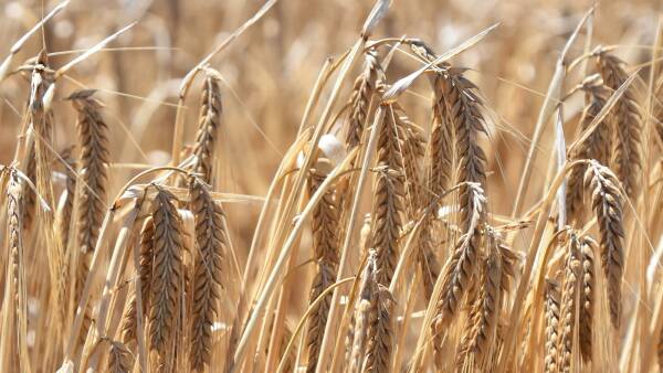 Late national harvest boost as southern yields up to 30pc up on expectation