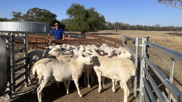 Luxury lamb: how one producer found success with a premium business pivot