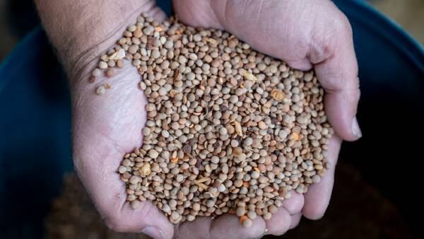 Aussie croppers have reason to love lentils, but the gold rush has a limit
