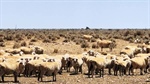 Another giant Nullarbor sheep station for sale, after neighbours were sold