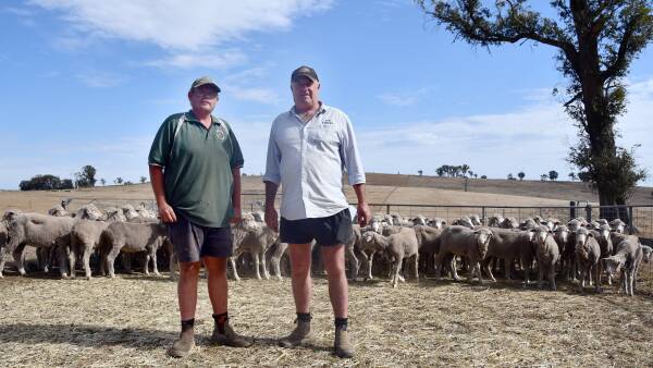 'A great time to be in Merino sheep': confidence grows for a market kick