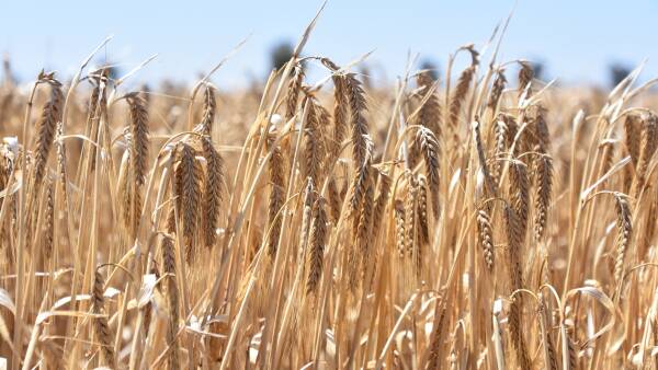 New barley dormancy breakthrough could save Australian growers millions