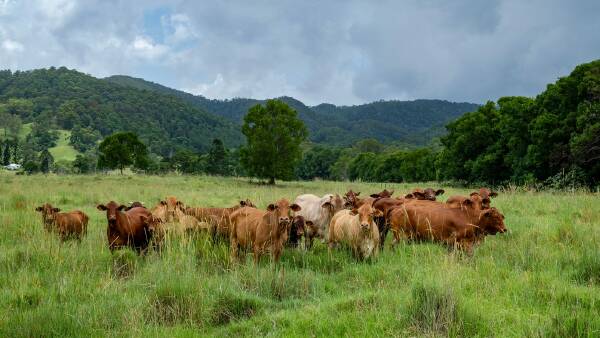 Substantial hinterland property a great opportunity for renewal | Video