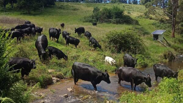 High rainfall sustainable grazing property in favoured location | Video