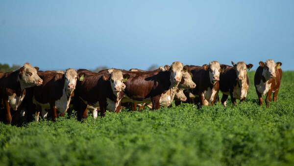 Alluvial soils and exceptional water delivers beef powerhouse | Photos