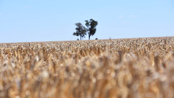 Grain boom in WA rolls on as total production record is shattered again
