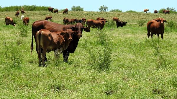 Quality grassed up Longreach/Winton weight-gain country hits the market