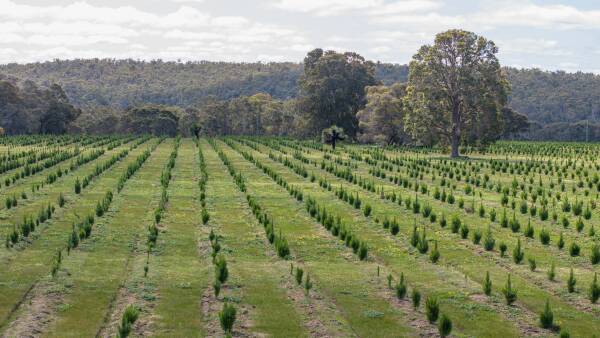 Carbon farming may remove three Tasmanias of ag land by 2050, estimates told