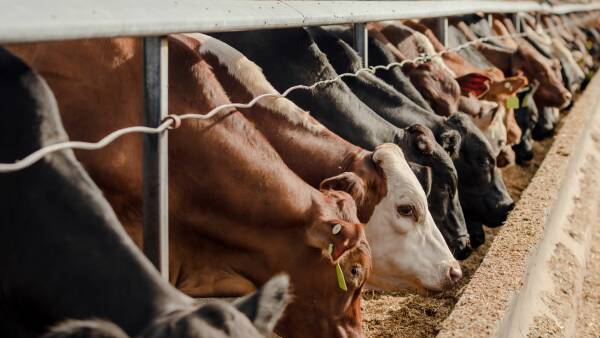 Impressive operation with 8640 head feedlot with grazing, cropping country