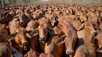 Behind the numbers: record production, but cattle herd stable, US demand key