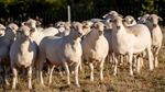 US lamb producers reap rewards as prices jump by more than 60 per cent