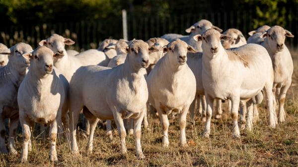 US lamb producers reap rewards as prices jump by more than 60 per cent