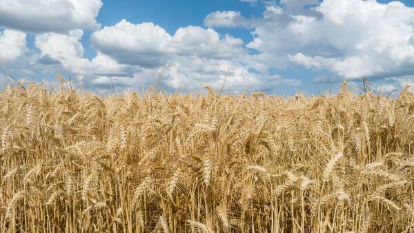 Grain markets on a knife's edge as uncertainty shapes on-farm behaviour
