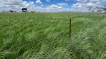 Well located property for about 700 cows or 1000 adult cattle equivalents