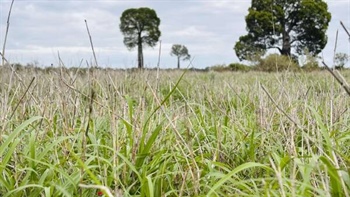 Well grassed, red brigalow cattle property sold at auction for $594/acre