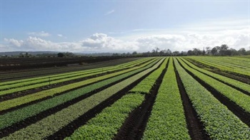 Mahons Road offered with top infrastructure, secure water, fertile soils