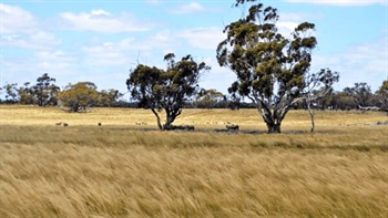 Another large piece of NSW's biggest sheep station about to be sold