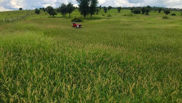 Sweet, well-improved grazing country with a highway frontage