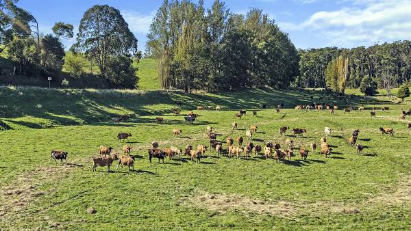 Family decides to sell 'highly profitable' dairy farm after long ownership